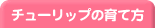 チューリップの育て方