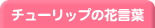 チューリップの花言葉
