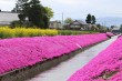 新屋敷芝桜まつり（あらやしきしばざくらまつり）※期間は見頃にあわせて変動します。