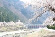 庄川峡桜まつり