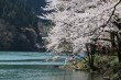 【庄川峡の桜】お花見チューリップの花びら足湯