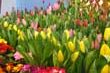春を呼ぶチューリップ展