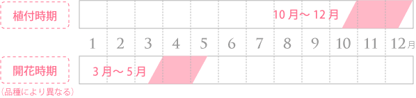 植付・開花時期